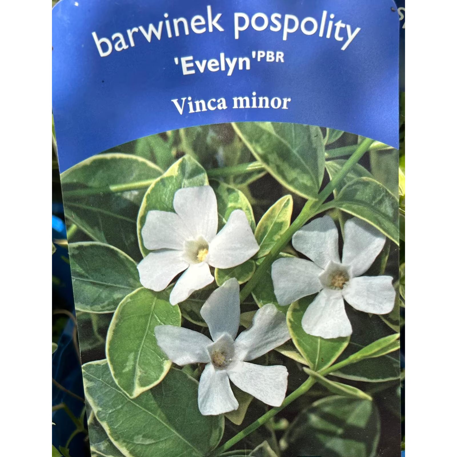Saschiu mic Alba - C. 2L / (Vinca minor Alba)