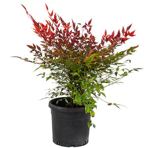 Bambus sacru Fire Power - C. 3L | 25-30 cm / (Nandina domestica Fire Power)