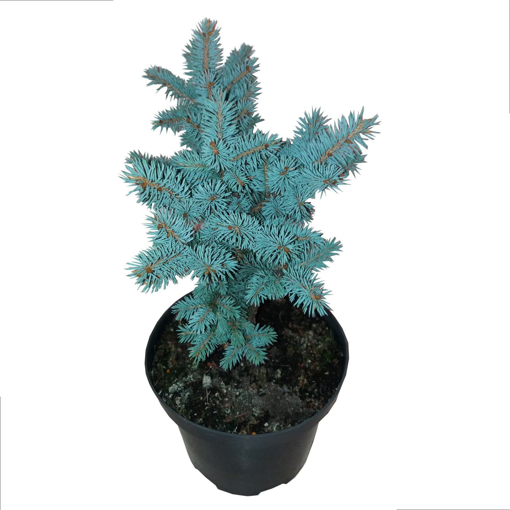 Brad argintiu Glauca Globosa - C. 5L / (Picea pungens Glauca Globosa)