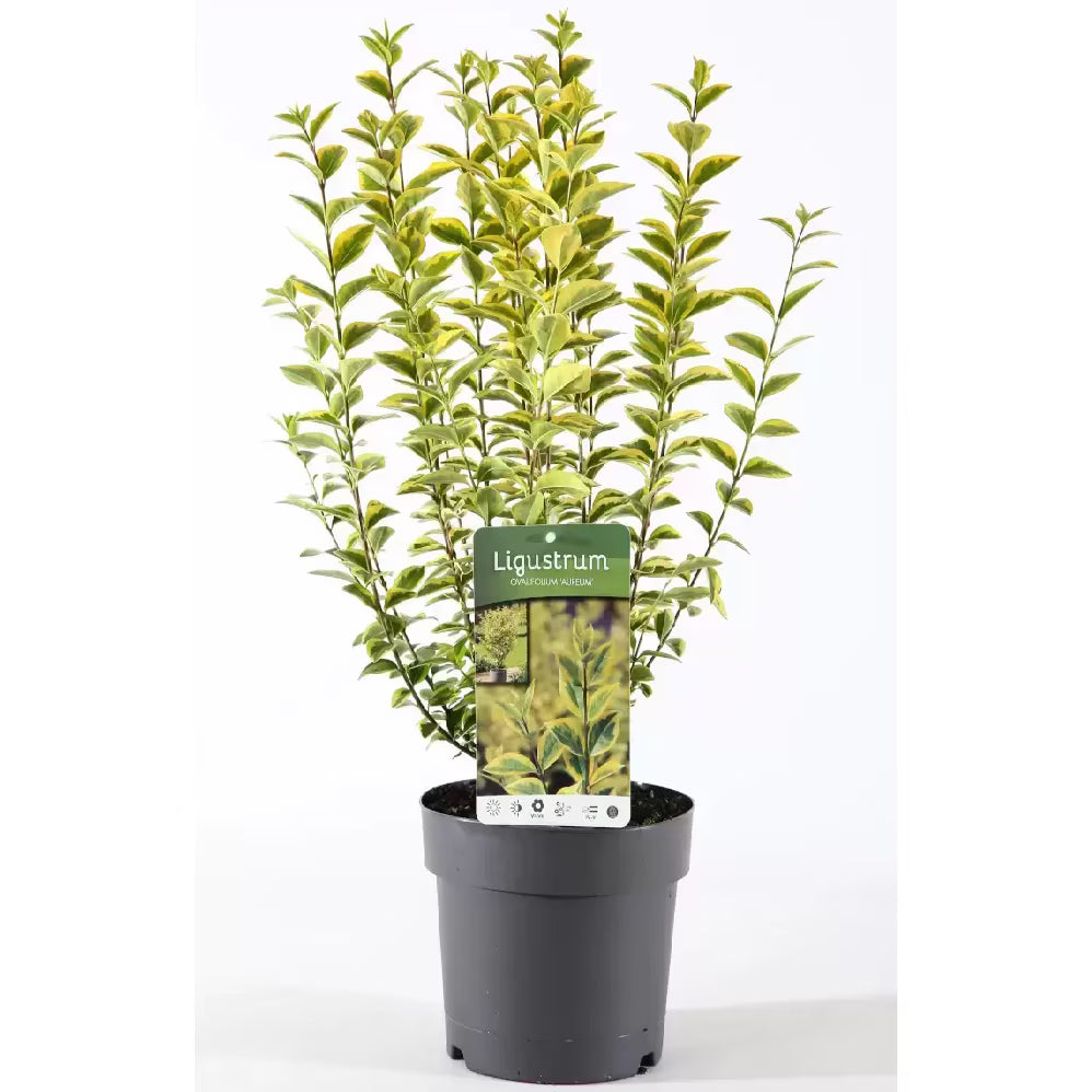 Lemn câinesc auriu - C. 2L | 40-60 cm / (Ligustrum ovalifolium Aureum)