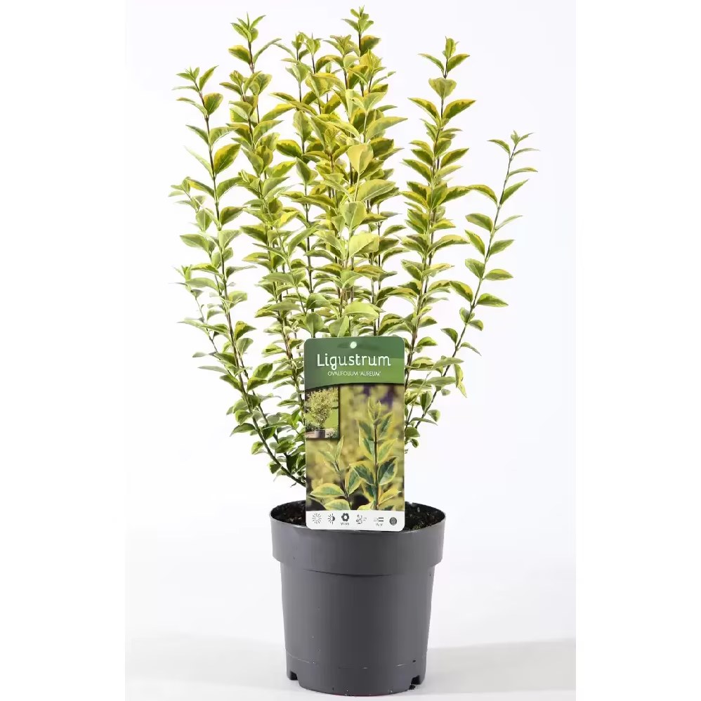 Lemn câinesc auriu - C. 2L | 40-60 cm / (Ligustrum ovalifolium Aureum)