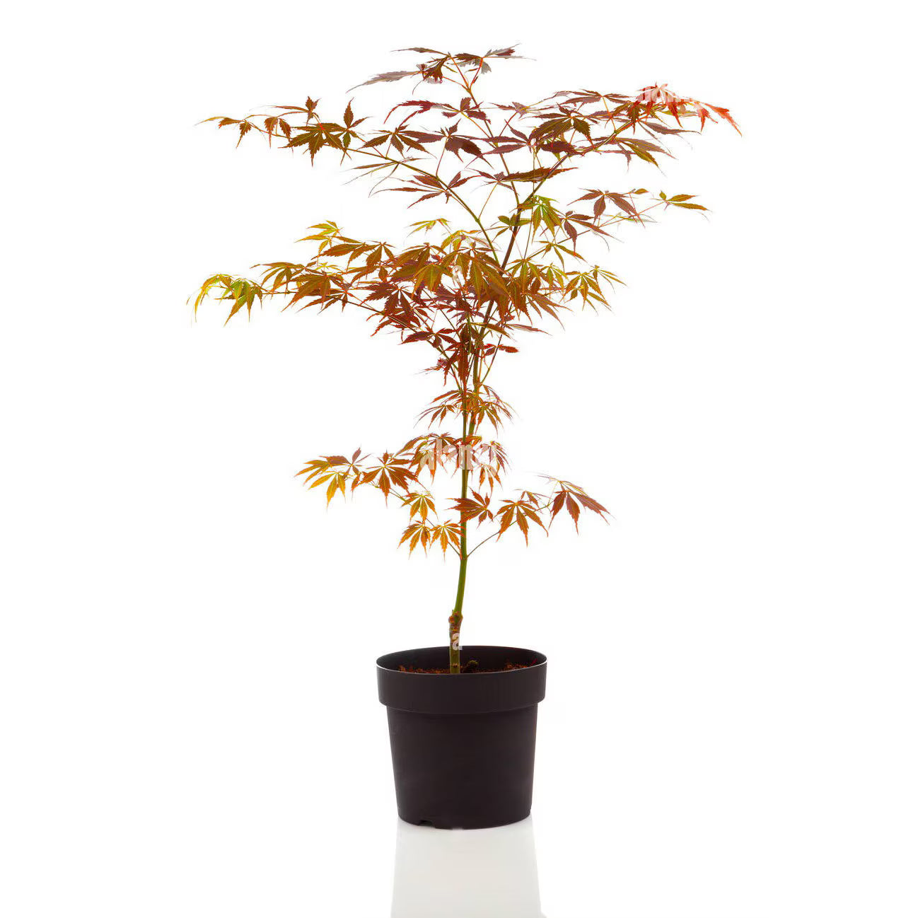 Arțar japonez Fire Glow / (Acer palmatum Fire Glow)