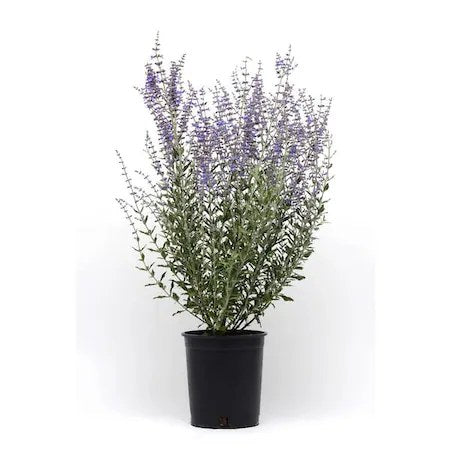 Salvie rusească Blue Spire - C. 2L / (Perovskia atriplicifolia Blue Spire)