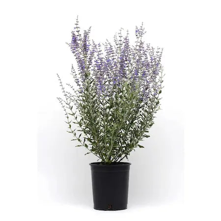 Salvie rusească Blue Spire - C. 2L / (Perovskia atriplicifolia Blue Spire)