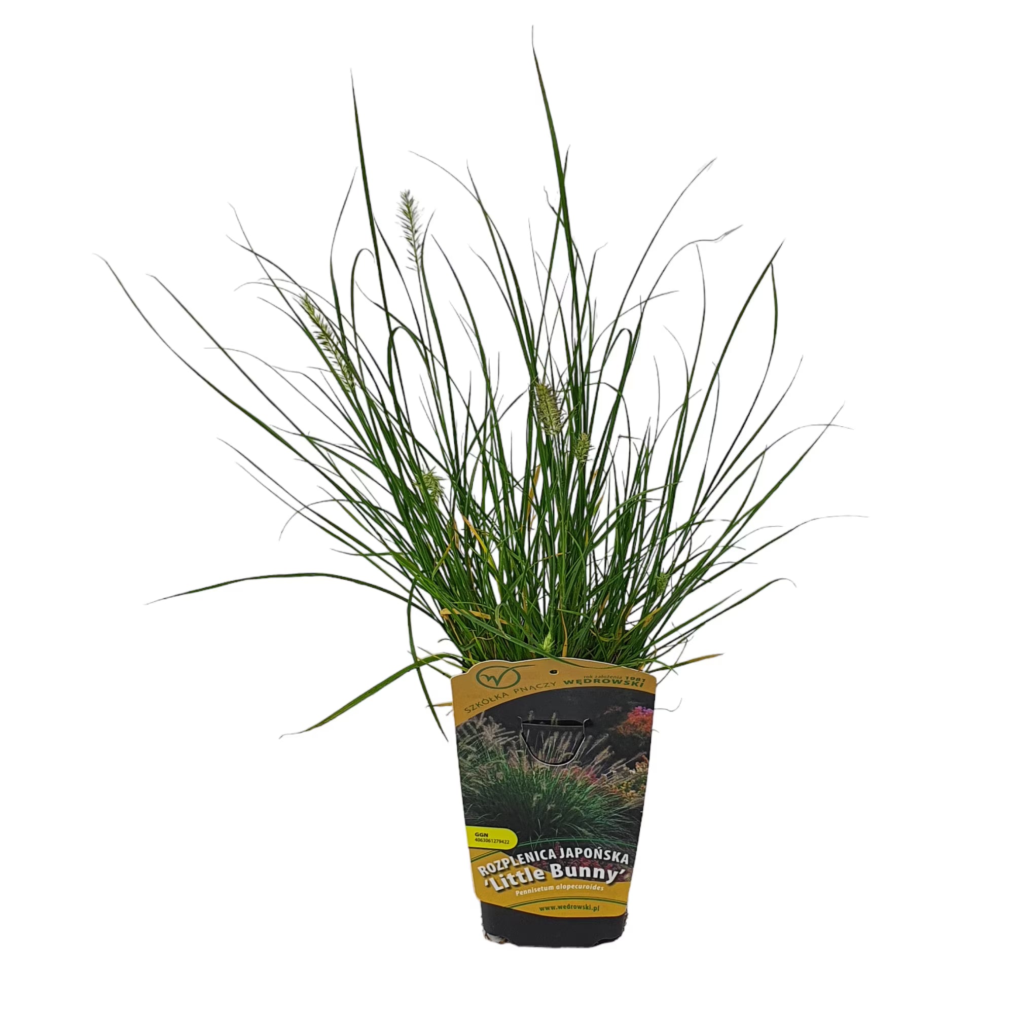 Iarbă de lampadar Little Bunny - C. 2L / (Pennisetum alopecuroides Little Bunny)