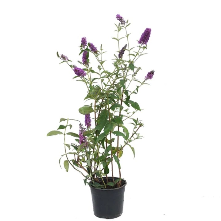 Liliac de vară - C. 2L | 60-100 cm / (Buddleja davidii)