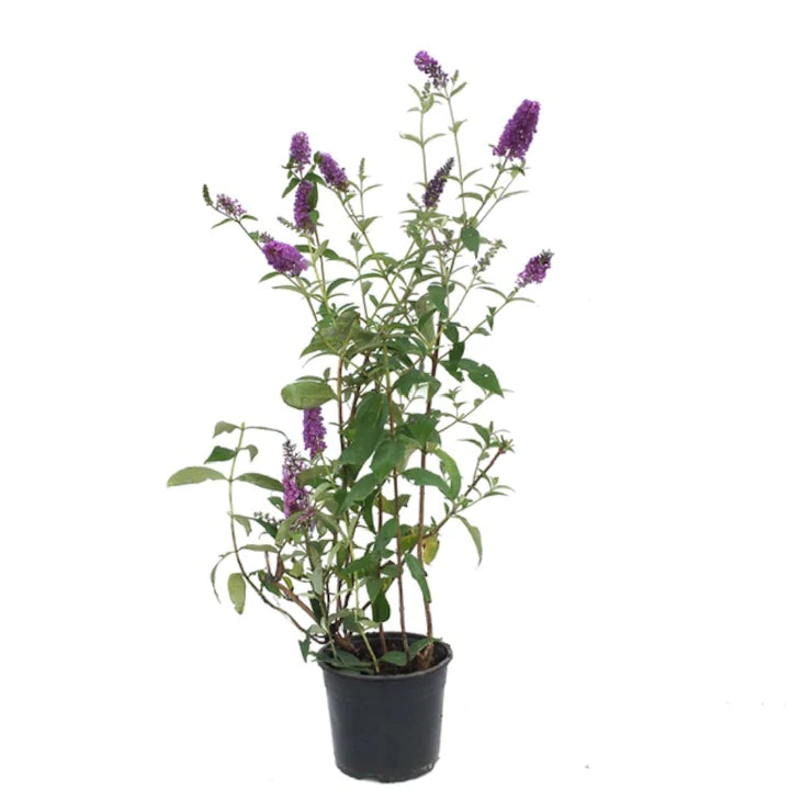 Liliac de vară - C. 2L | 60-100 cm / (Buddleja davidii)