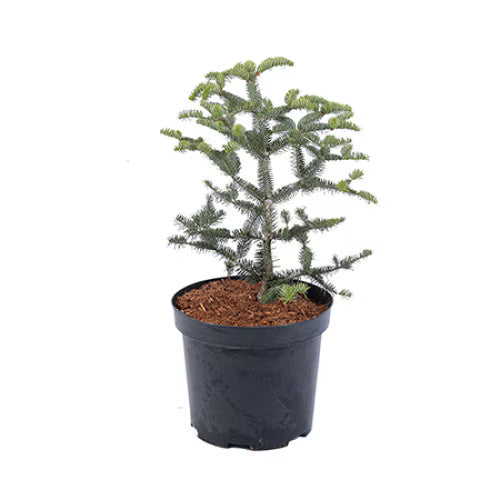 Brad grecesc - 250-300 cm / (Abies cephalonica)