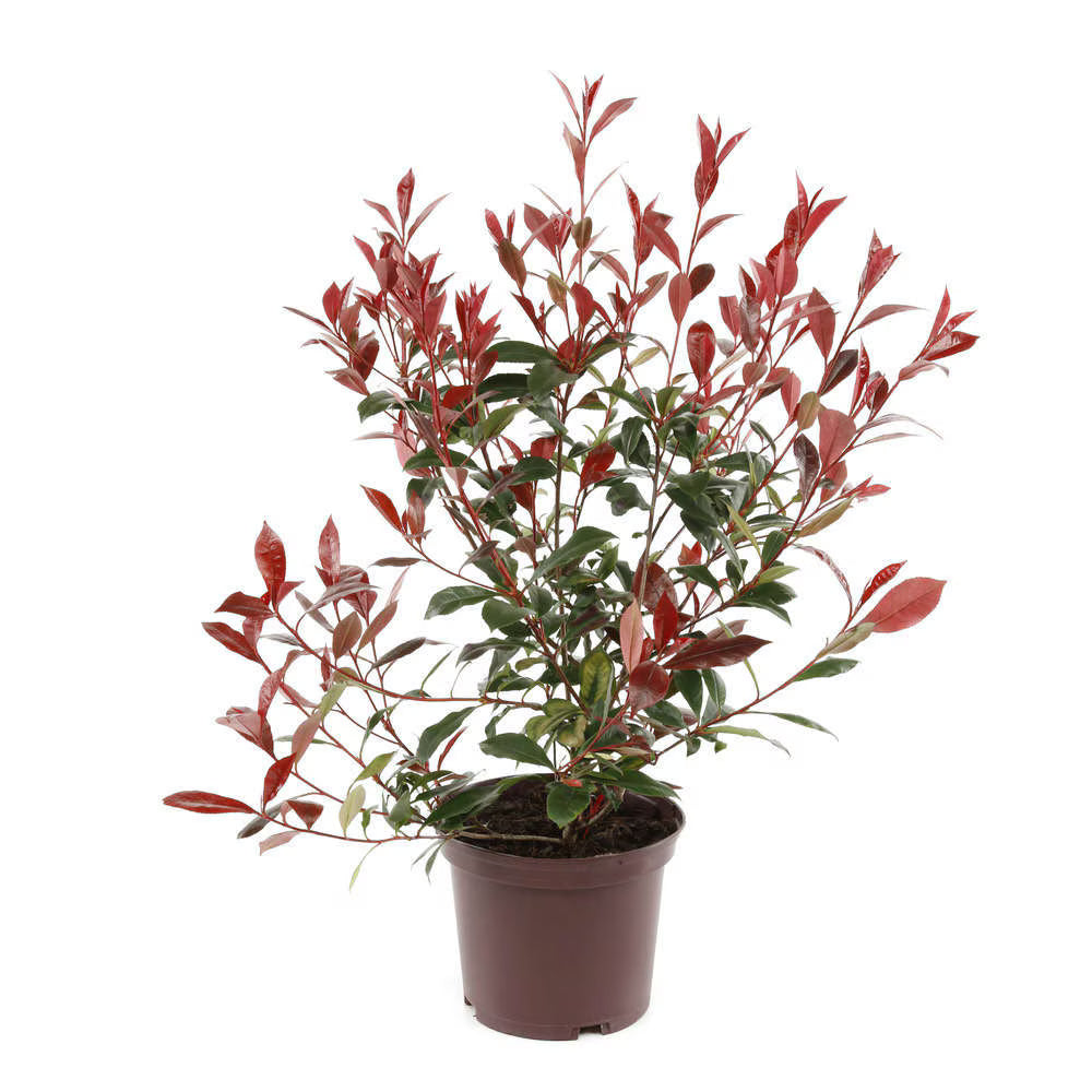 Fotinia Red Robin - C. 2L / (Photinia serrulata Red Robin)
