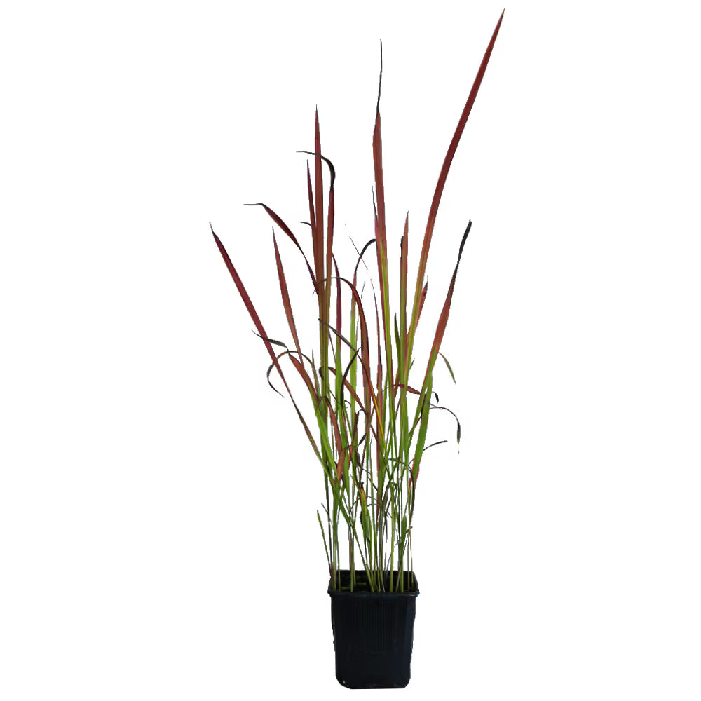 Iarbă japoneză roșie - C. 2L / (Imperata cylindrica Red Baron)