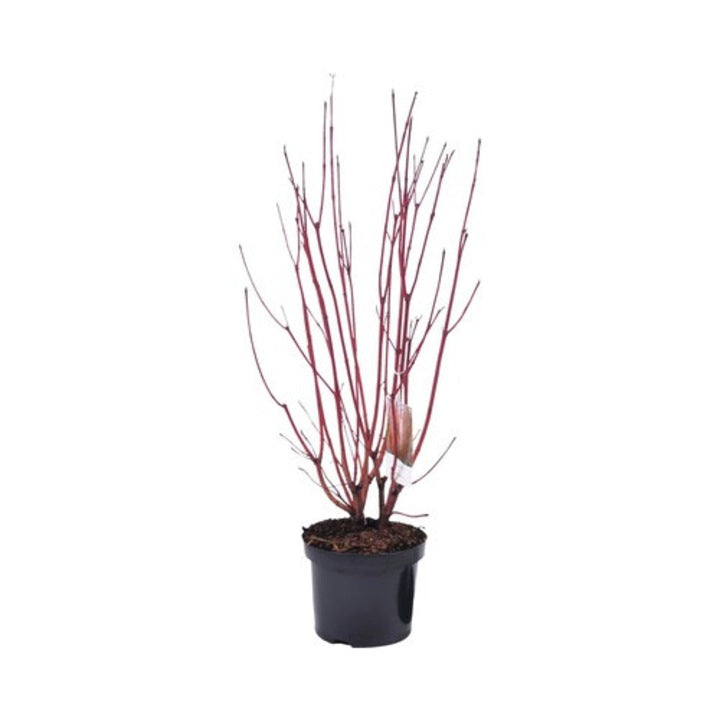 Corn alb siberian - C. 2L | 30-40 cm / (Cornus alba Sibirica)