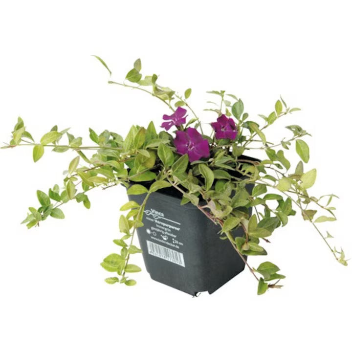 Saschiu mic - C. 2L / (Vinca minor)