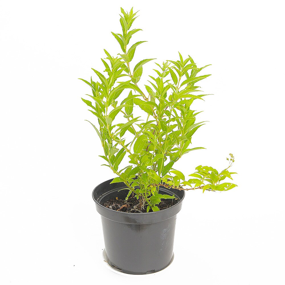 Deutzia grațioasă - C. 2L / (Deutzia Gracilis)