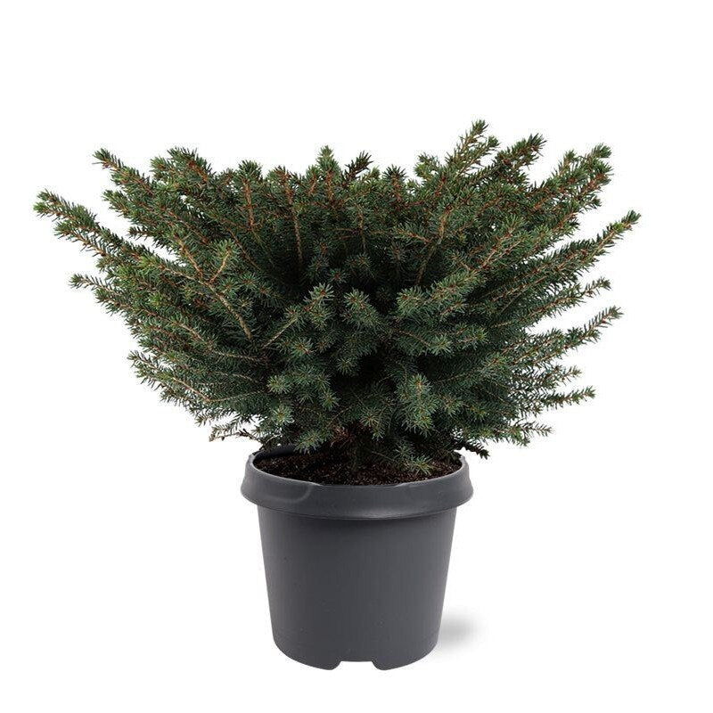 Pin Mughus - C. 3L | 30-40 cm / (Pinus mugo Mughus)