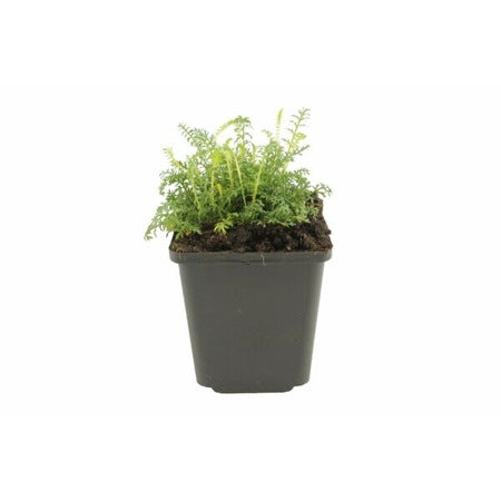 Coada-șoricelului - C. 2L / (Achillea millefolium)