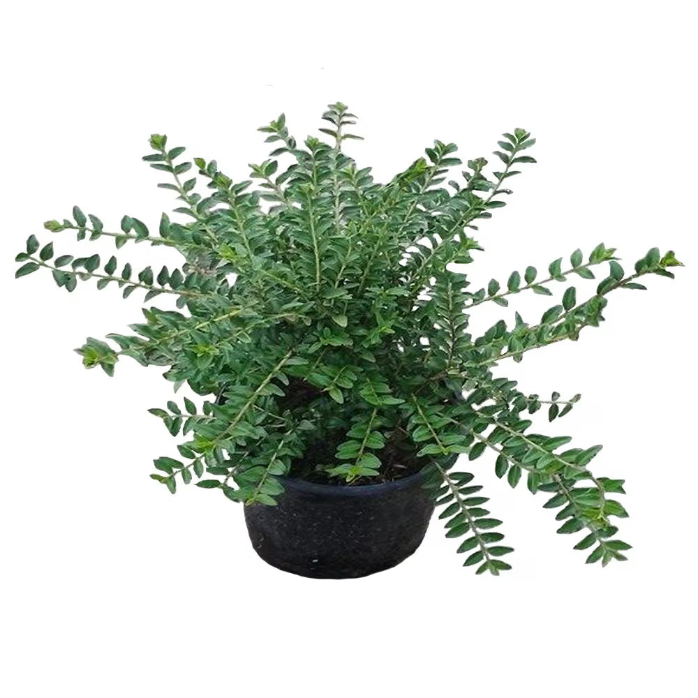 Caprifoi Maigrun - C. 2L / (Lonicera nitida Maigrun)