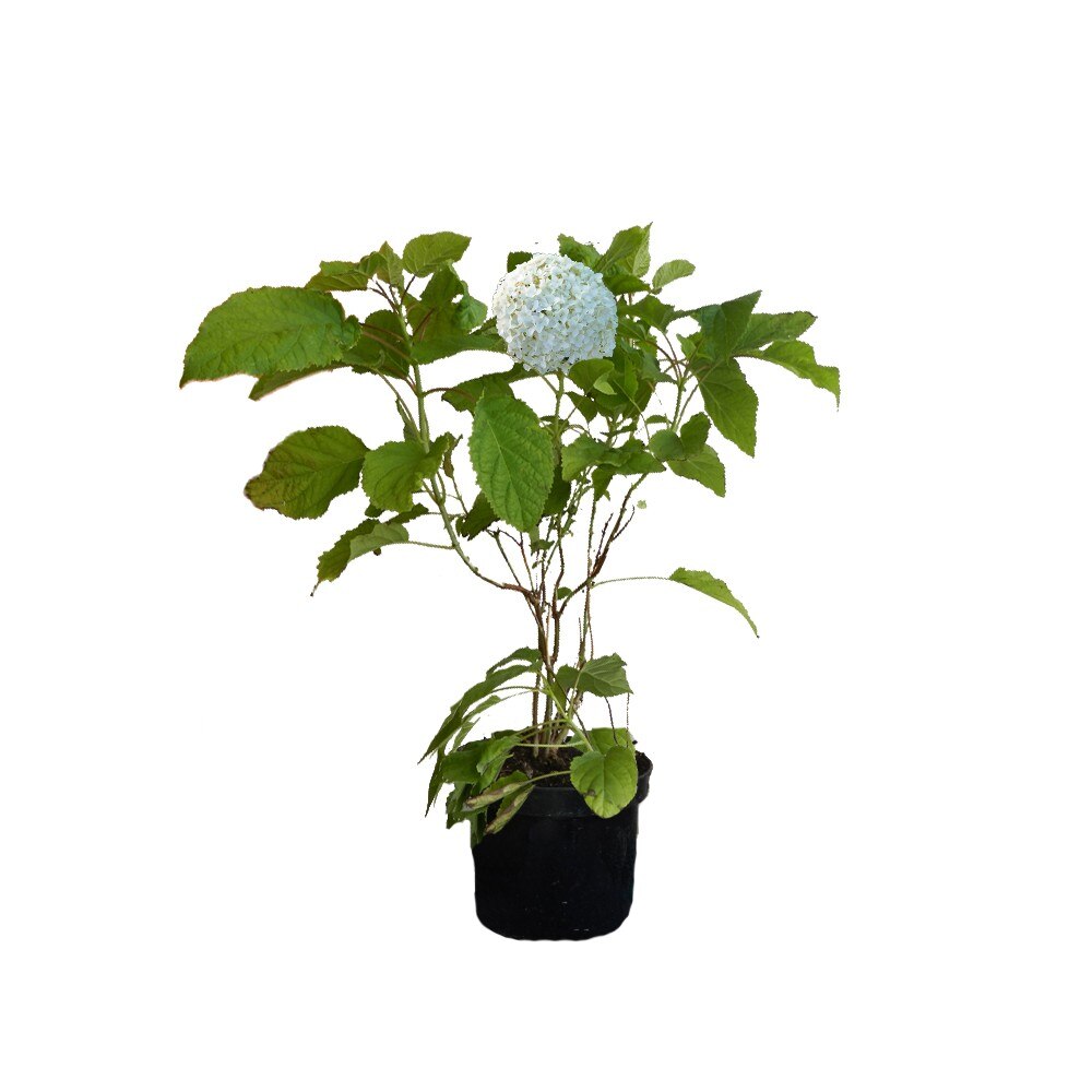 Hortensie Annabelle - C. 2L | 40-60 cm / (Hydrangea arborescens Annabelle)