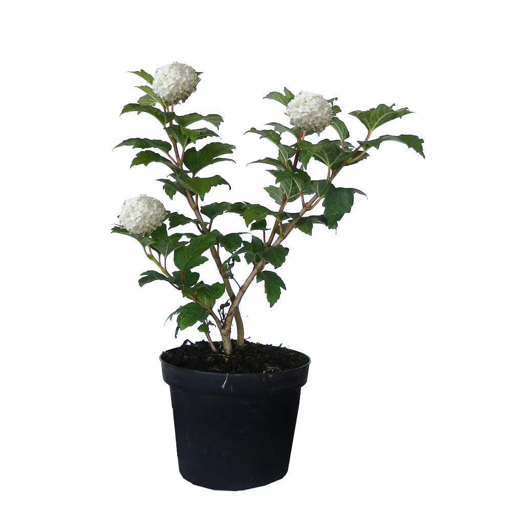 Călin - C. 2L / (Viburnum opulus)