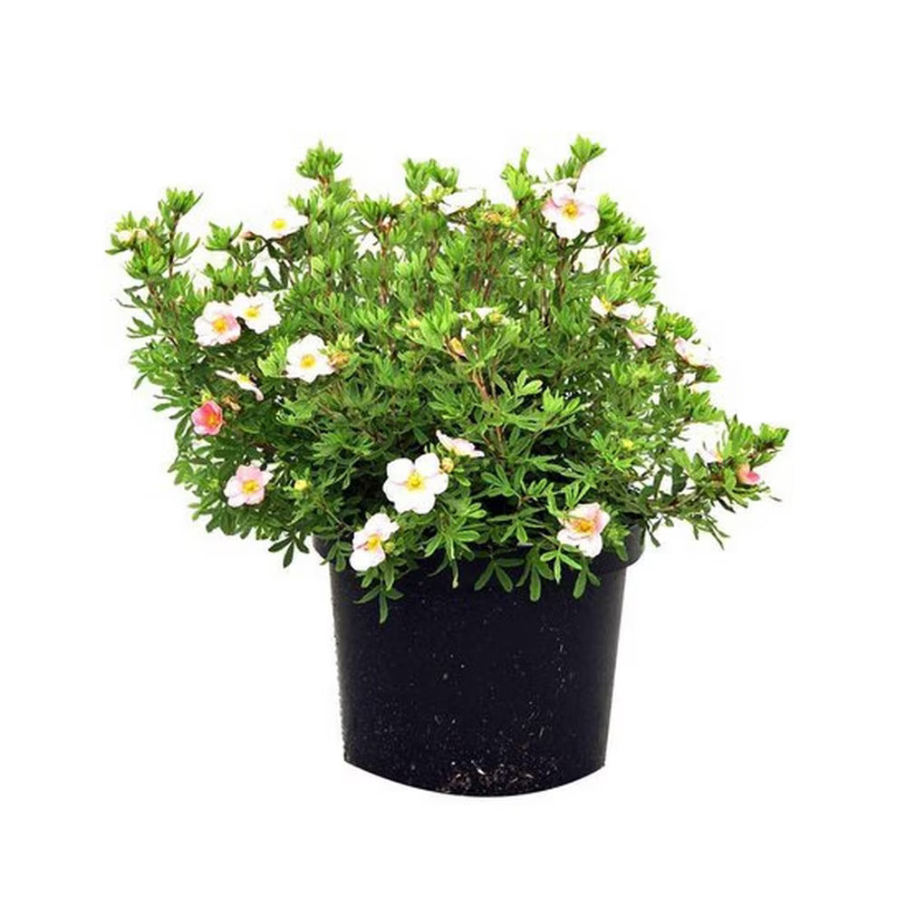 Cinci-degete Elizabeth - C. 2L / (Potentilla fruticosa Elizabeth)