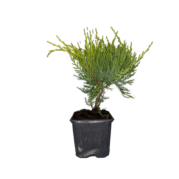 Ienupăr Old Gold - C. 2L | 20-25 cm / (Juniperus Old Gold)