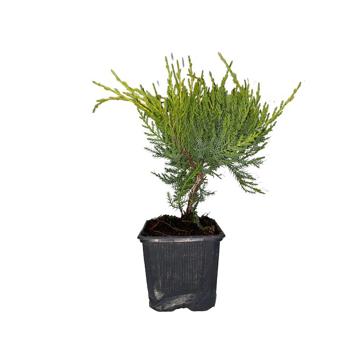 Ienupăr Old Gold - C. 2L | 20-25 cm / (Juniperus Old Gold)