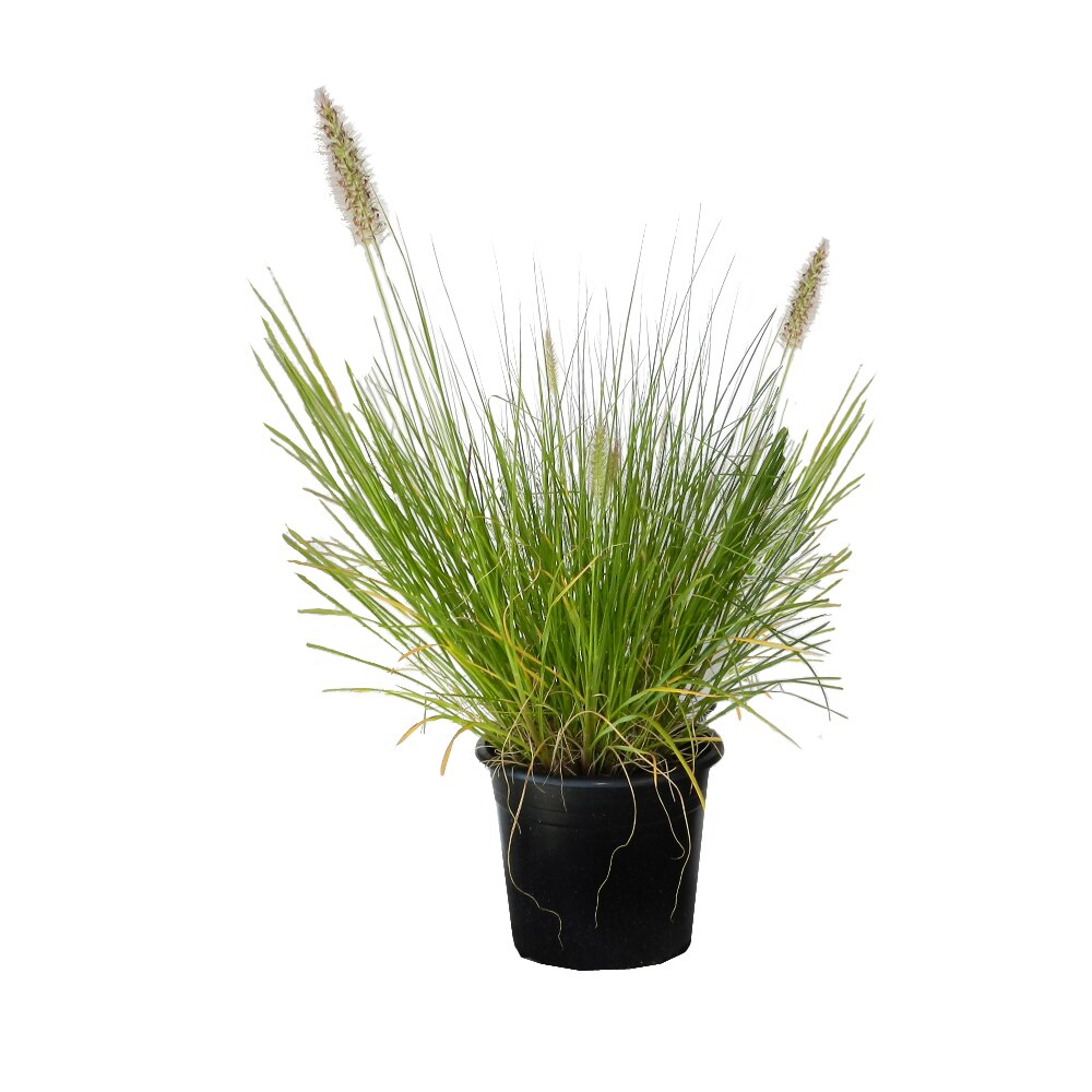 Iarbă de lampadar Hameln - C. 2L / (Pennisetum alopecuroides Hameln)