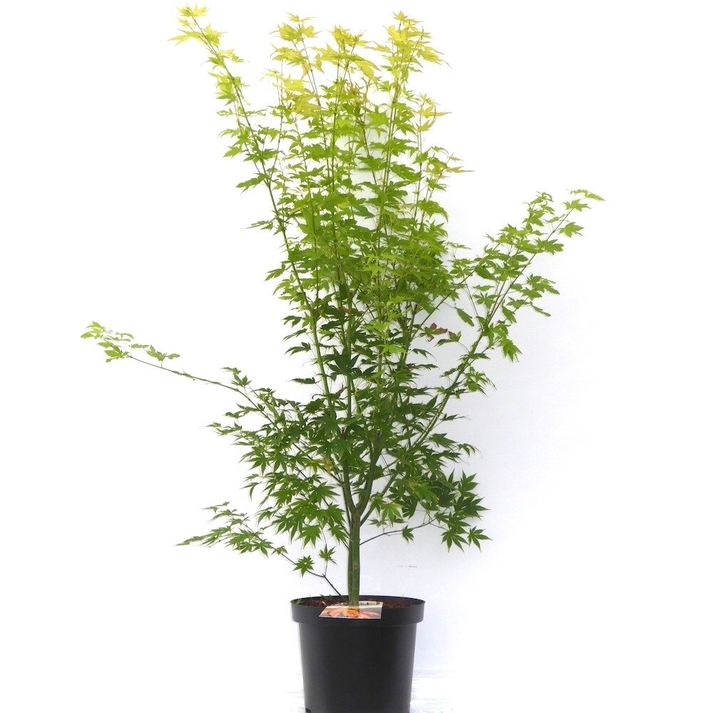 Arțar japonez mix - 80-100 cm / (Acer palmatum mix)