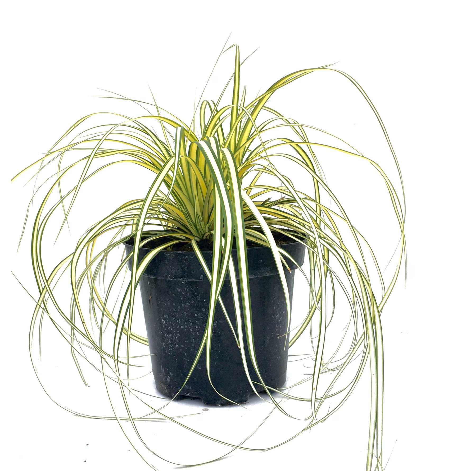 Iarbă ornamentală - C. 2L / (Carex oshimensis)