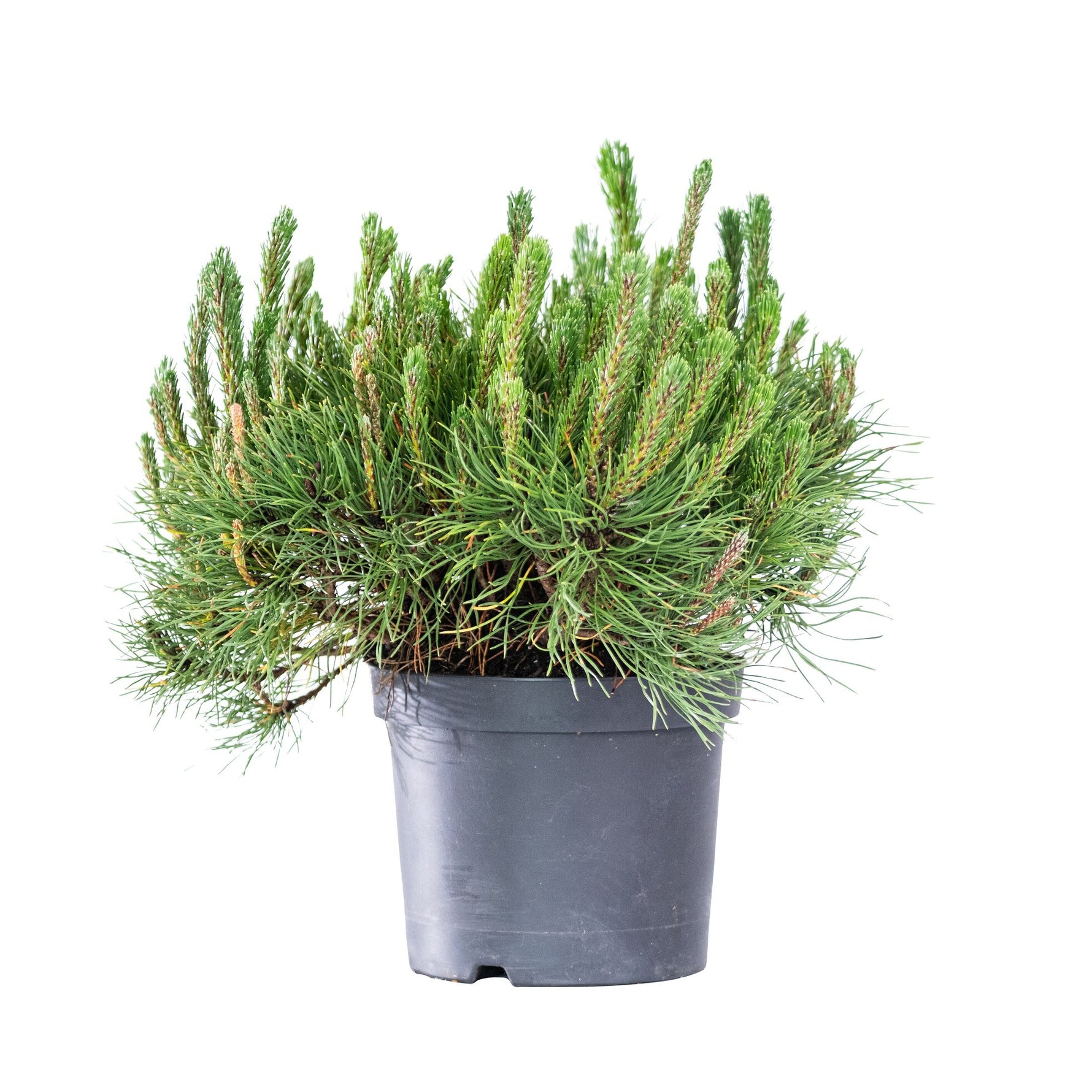 Pin Mugus - C. 30L | 40-50 cm / (Pinus mugo Mugus)