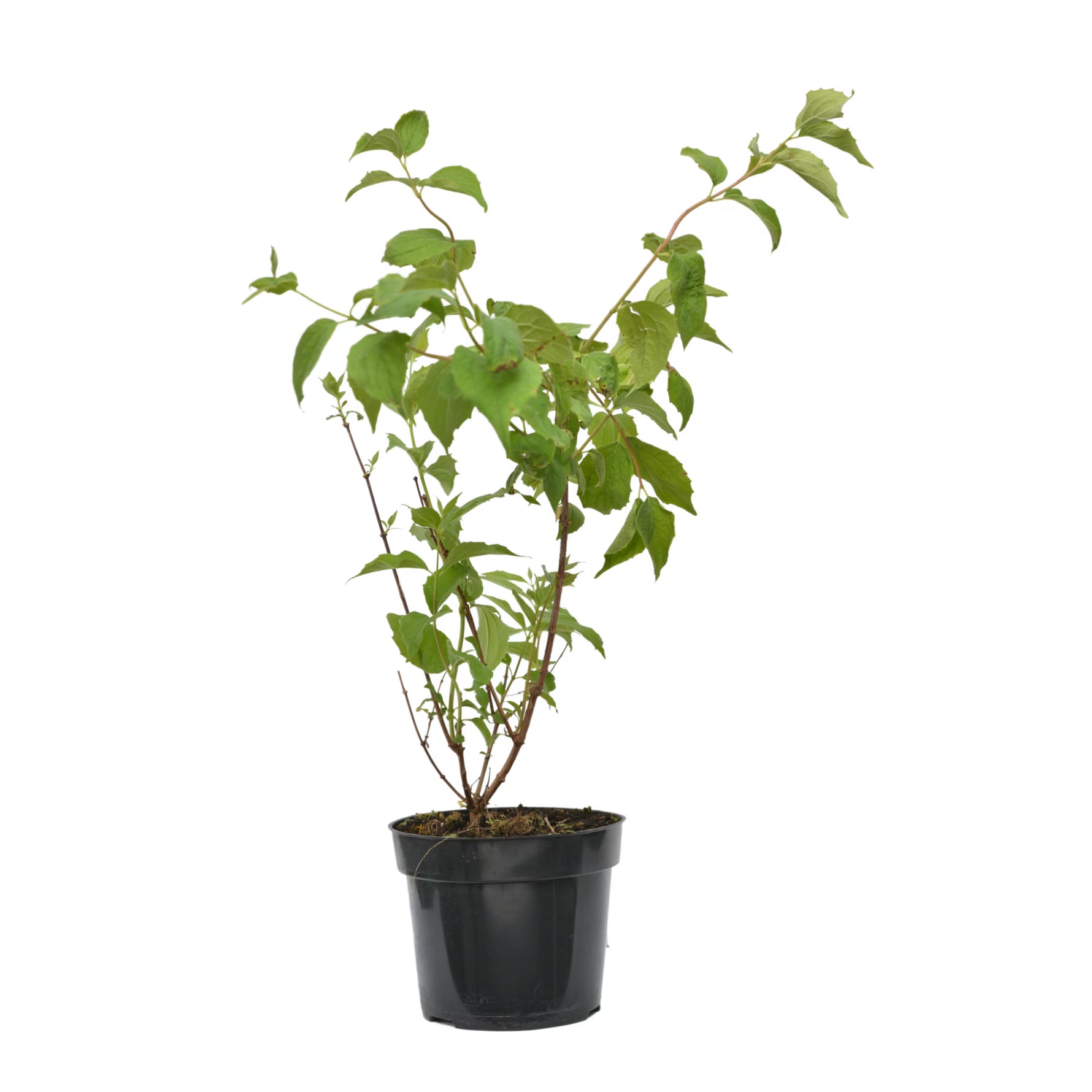 Iasomie Belle Etoile - C. 7.5L | 60-80 cm / (Philadelphus Belle Etoile)