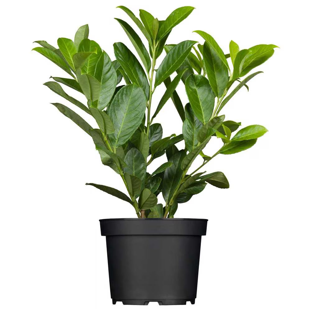 Laur portughez Novita pe tulpină - STEM / (Prunus laurocerasus Novita)