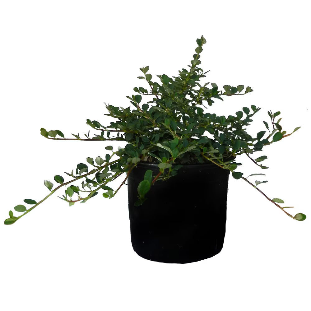 Cotoneaster târâtor Queen of Carpets - C. 2L | 30-40 cm / (Cotoneaster procumbens Queen of Carpets)