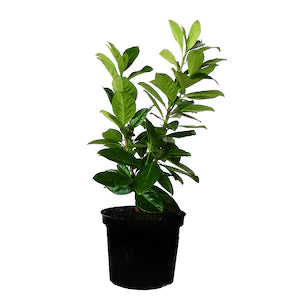 Laur portughez Rotundifolia - 100-120 cm / (Prunus laurocerasus Rotundifolia)