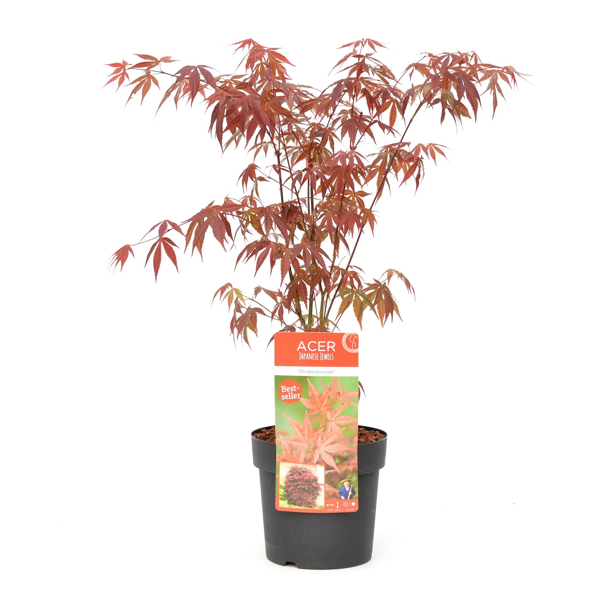 Arțar japonez Atropurpureum / (Acer palmatum Atropurpureum)