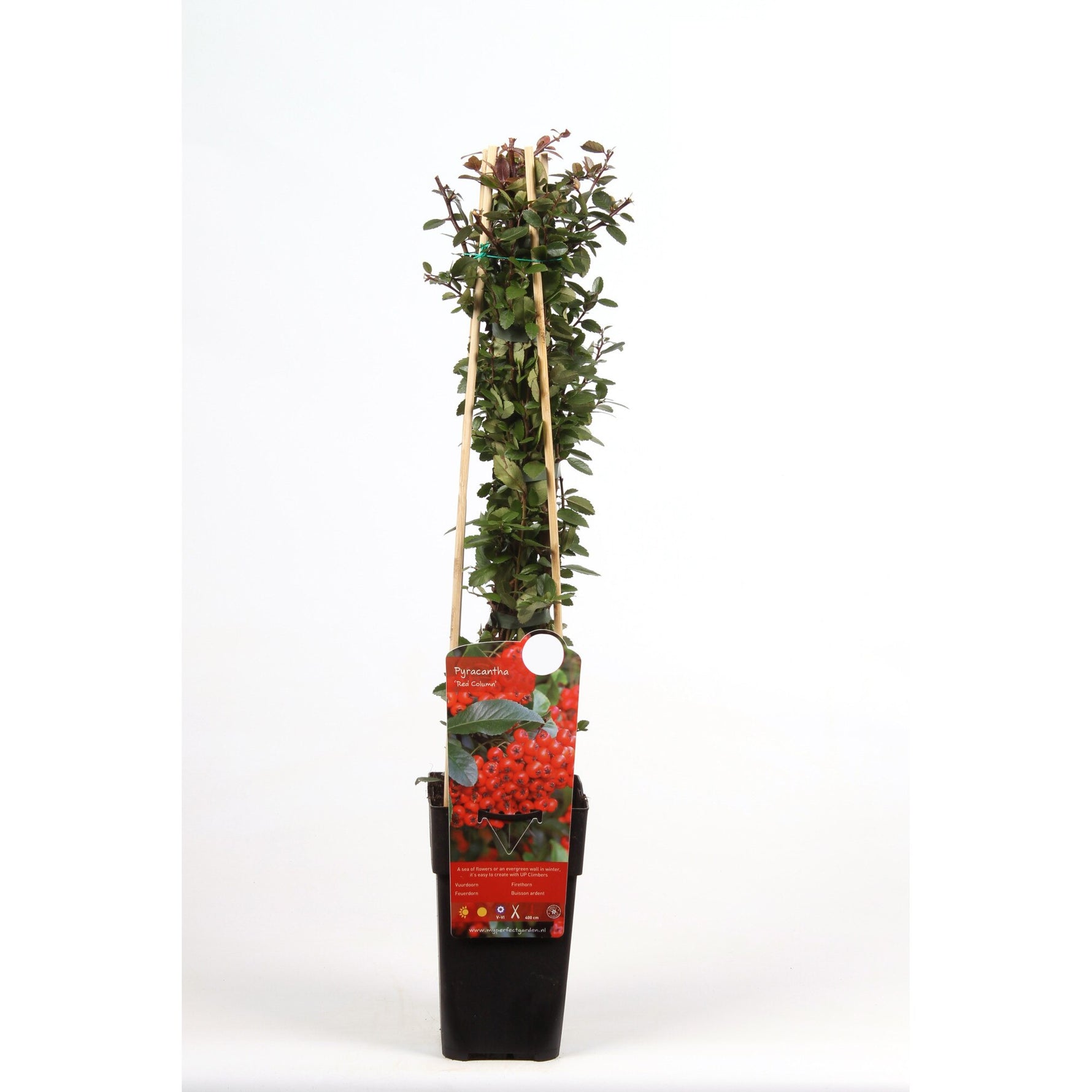 Piracanta Red Column - 60 cm / (Pyracantha coccinea Red Column)