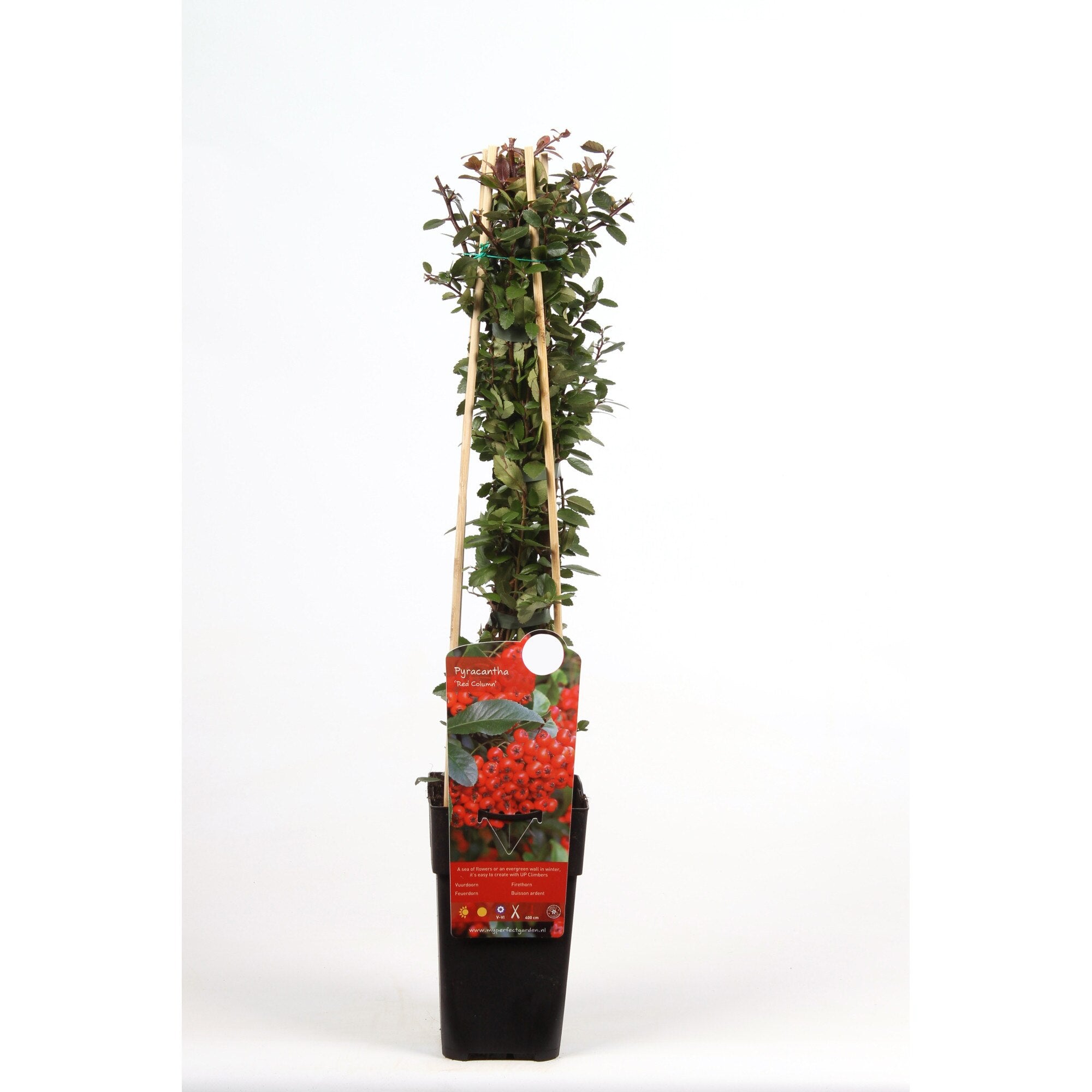 Piracanta Red Column - 60 cm / (Pyracantha coccinea Red Column)