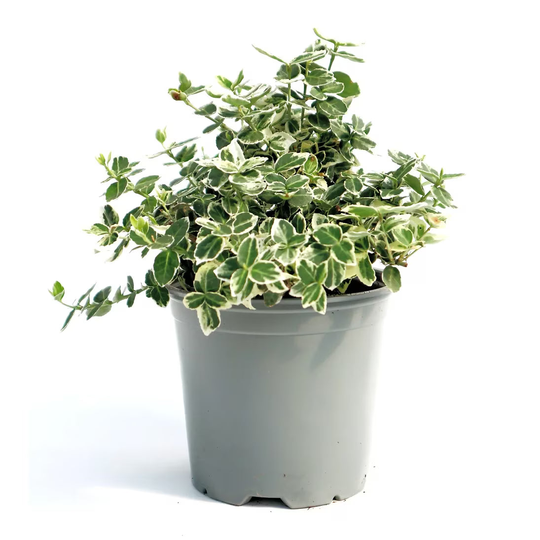 Fusain Emerald Gaiety - C. 2L | 20-30 cm / (Euonymus fortunei Emerald Gaiety)