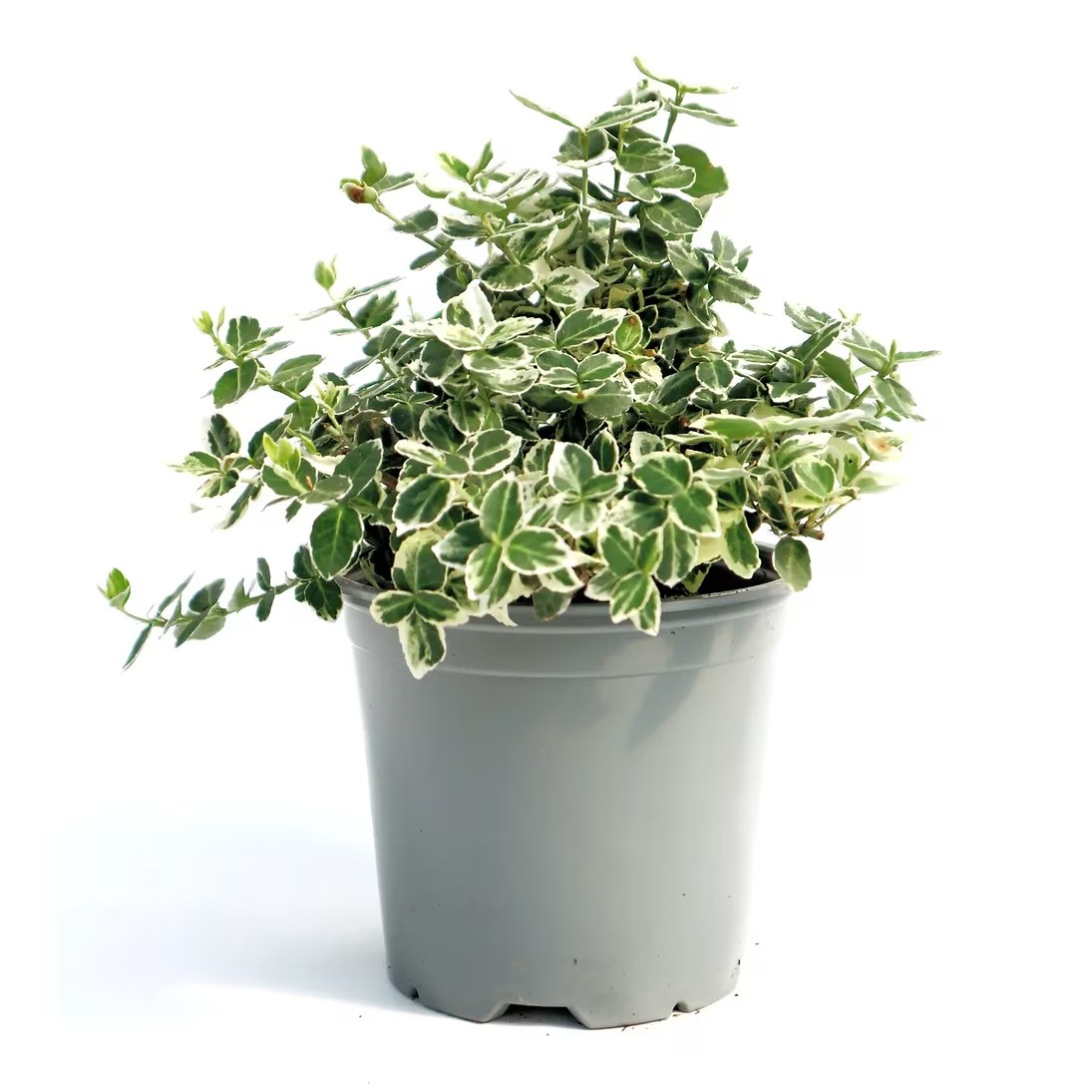 Fusain Emerald Gaiety - C. 2L | 20-30 cm / (Euonymus fortunei Emerald Gaiety)
