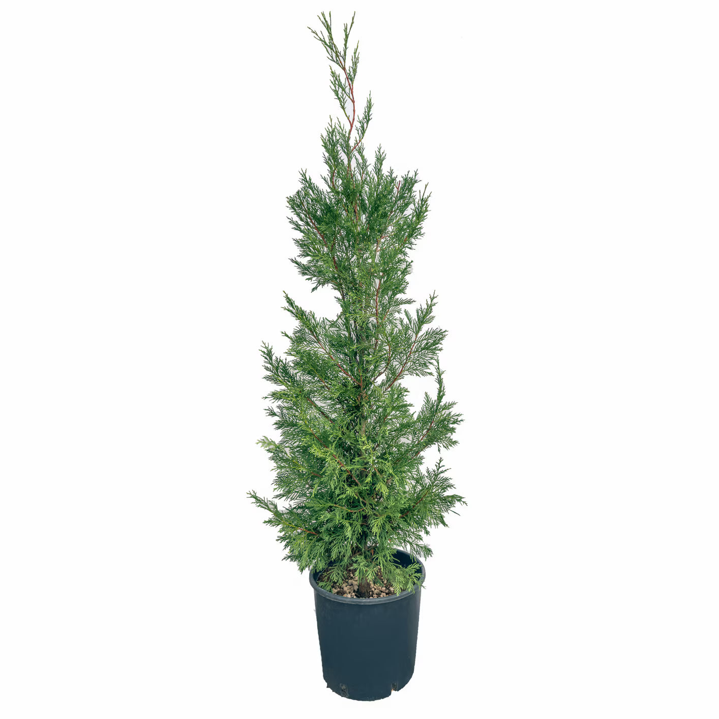 Chiparos Leyland - 350-400 cm / (Cupressocyparis leylandii)