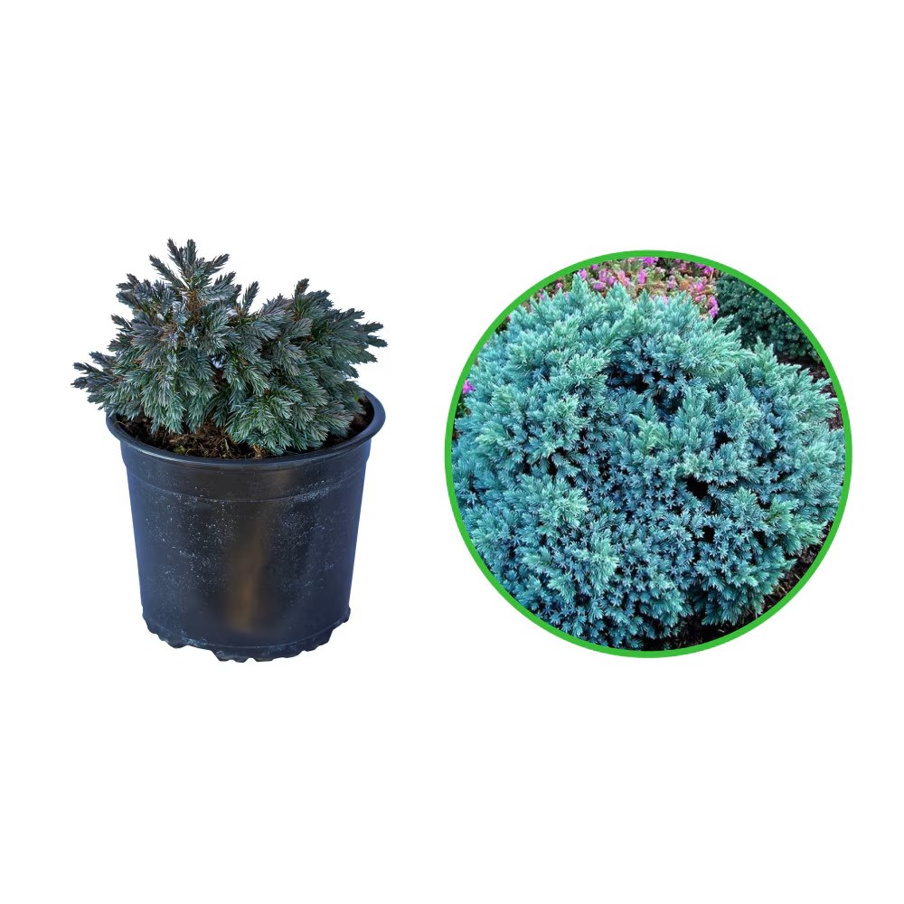 Ienupăr Blue Star - C. 7L / (Juniperus squamata Blue Star)