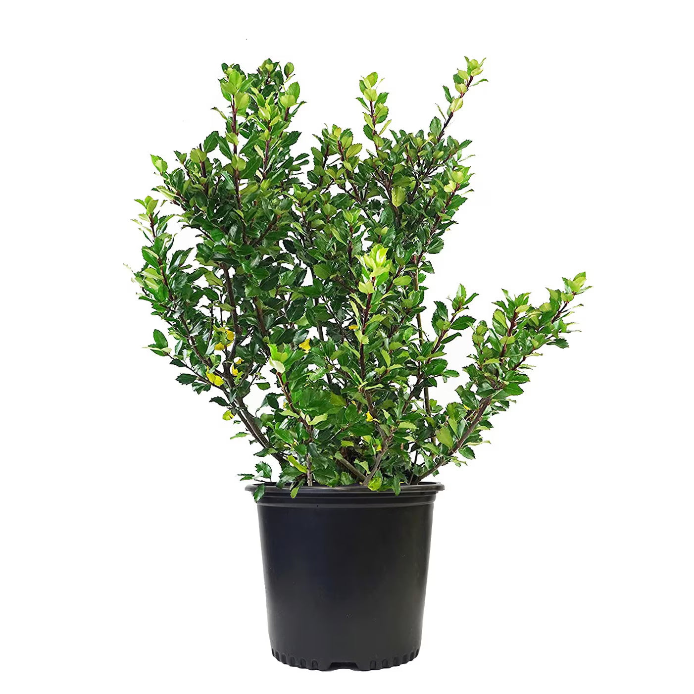 Ilex Blue Prince - 80-100 cm / (Ilex Blue Prince)