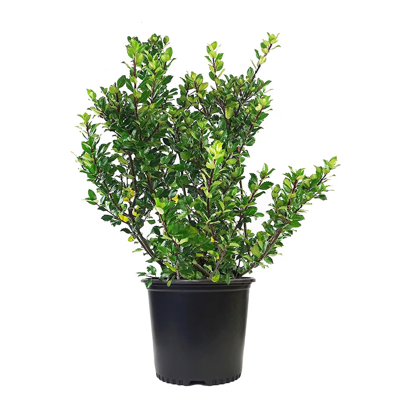 Ilex Blue Prince - 80-100 cm / (Ilex Blue Prince)