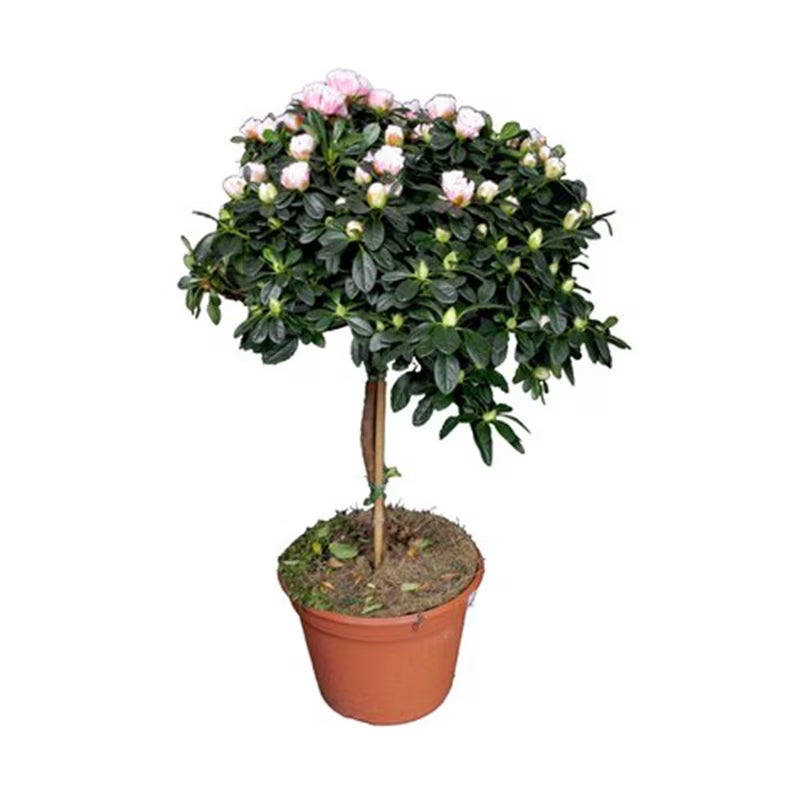 Azalee japoneză  / (Azalea japonica)