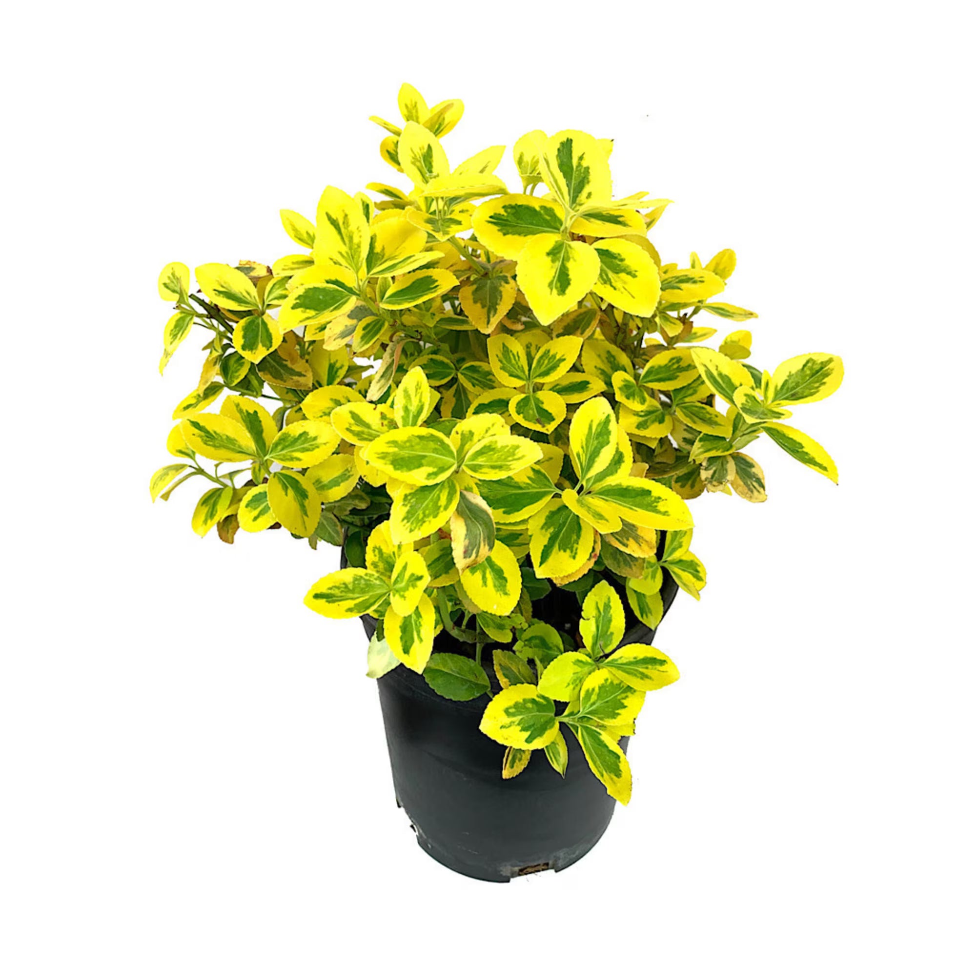 Fusain Emerald 'n' Gold - C. 2L | 20-30 cm / (Euonymus fortunei Emerald 'n' Gold)