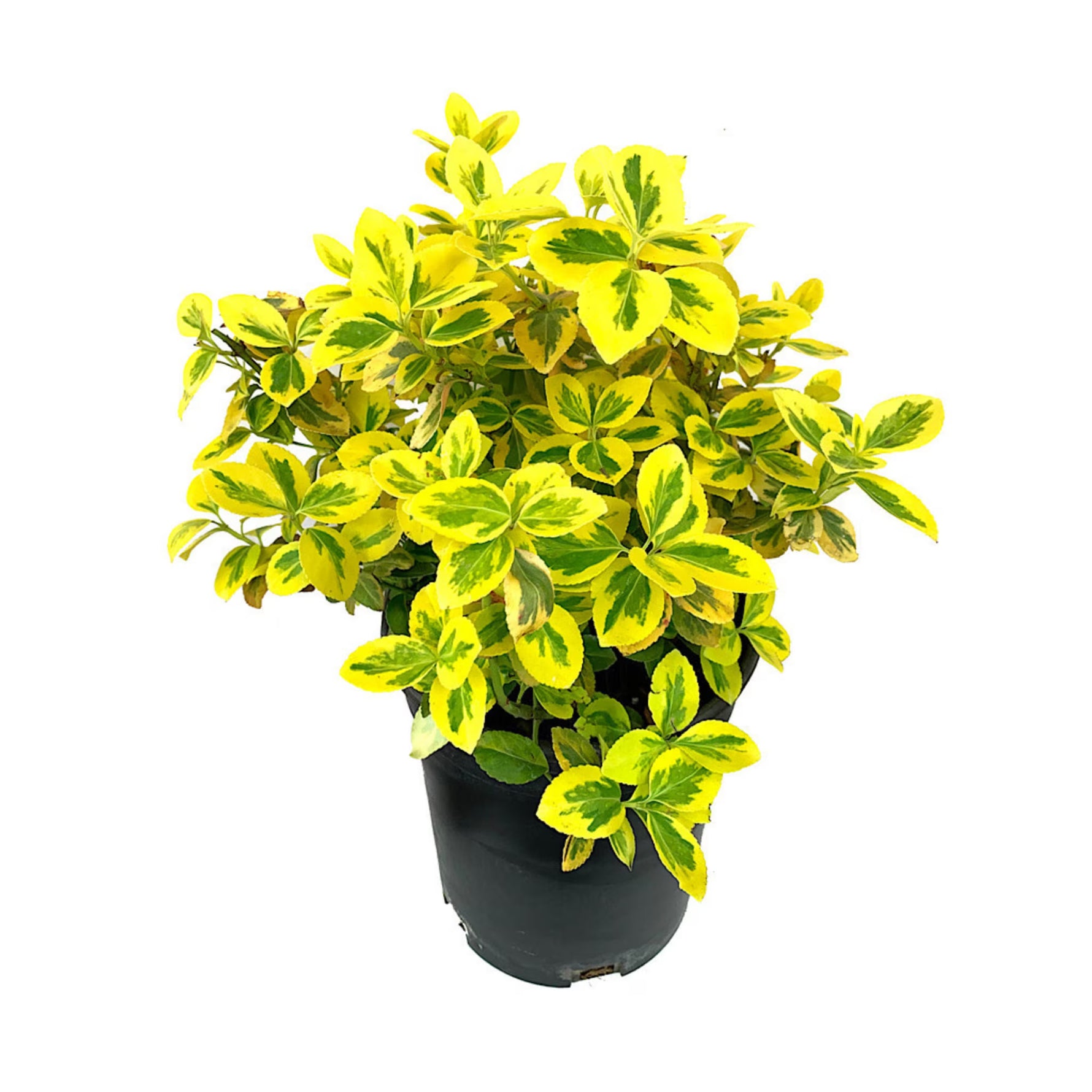 Fusain Emerald 'n' Gold - C. 2L | 20-30 cm / (Euonymus fortunei Emerald 'n' Gold)