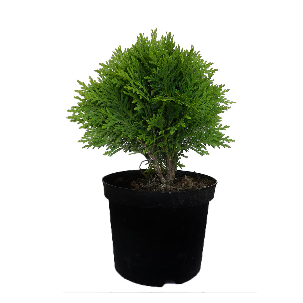 Tuia globulară Danica - C. 5L / (Thuja occidentalis Danica)