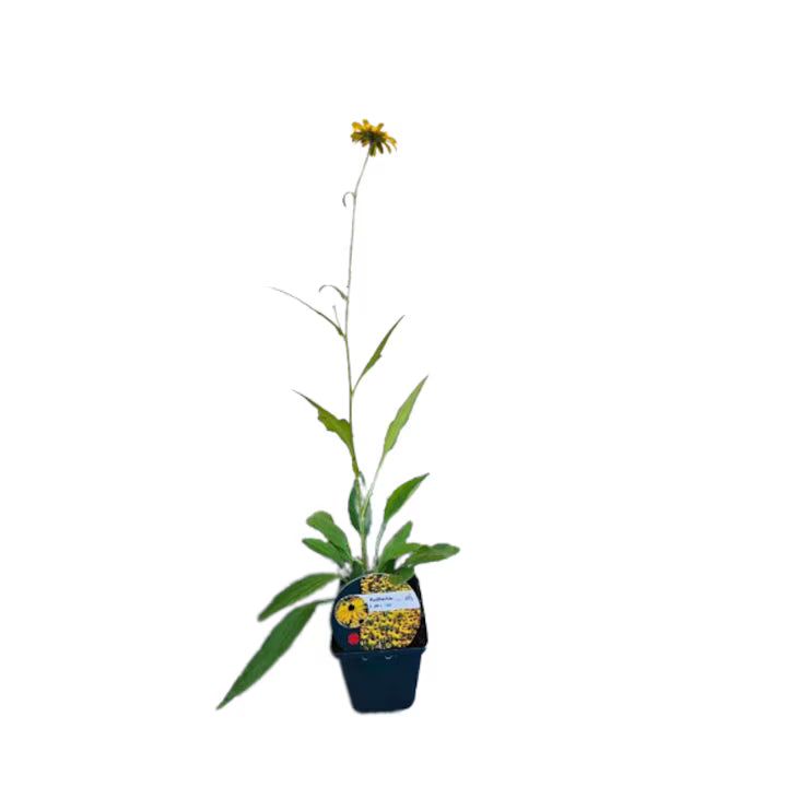 Rudbeckia galbenă Goldsturm - C. 2L / (Rudbeckia fulgida Goldsturm)