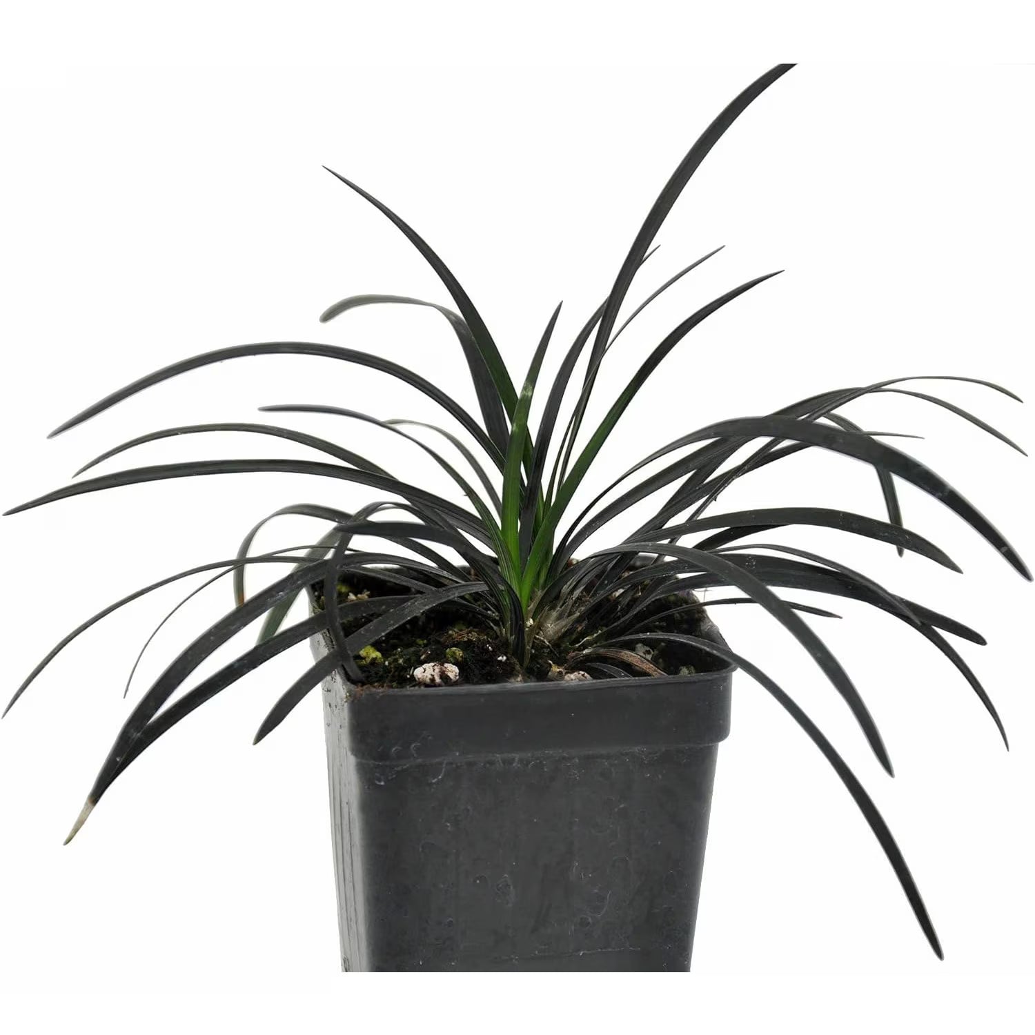 Iarbă neagră - C. 2L / (Ophiopogon planiscapus Niger)