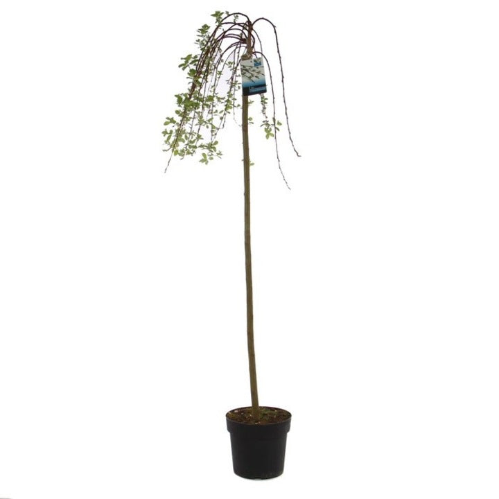 Salcie Kilmarnock - C. 5L / (Salix caprea Kilmarnock)