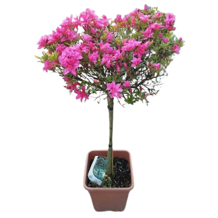 Azalee japoneză Florida - C. 2L | 20-25 cm / (Azalea japonica Florida)